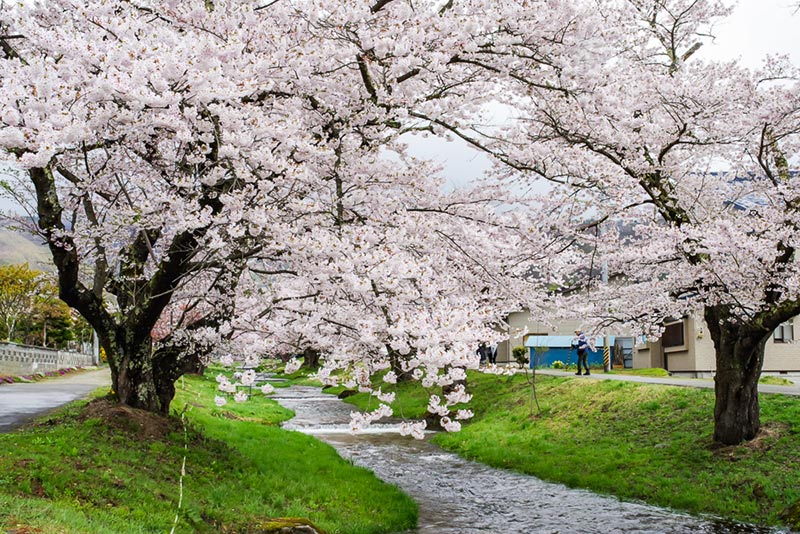 会津・観音寺の桜