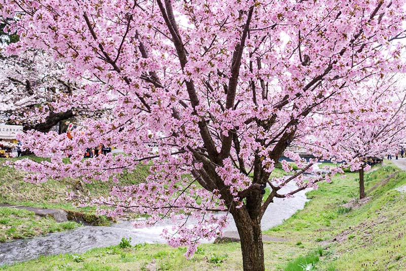 会津・観音寺の桜