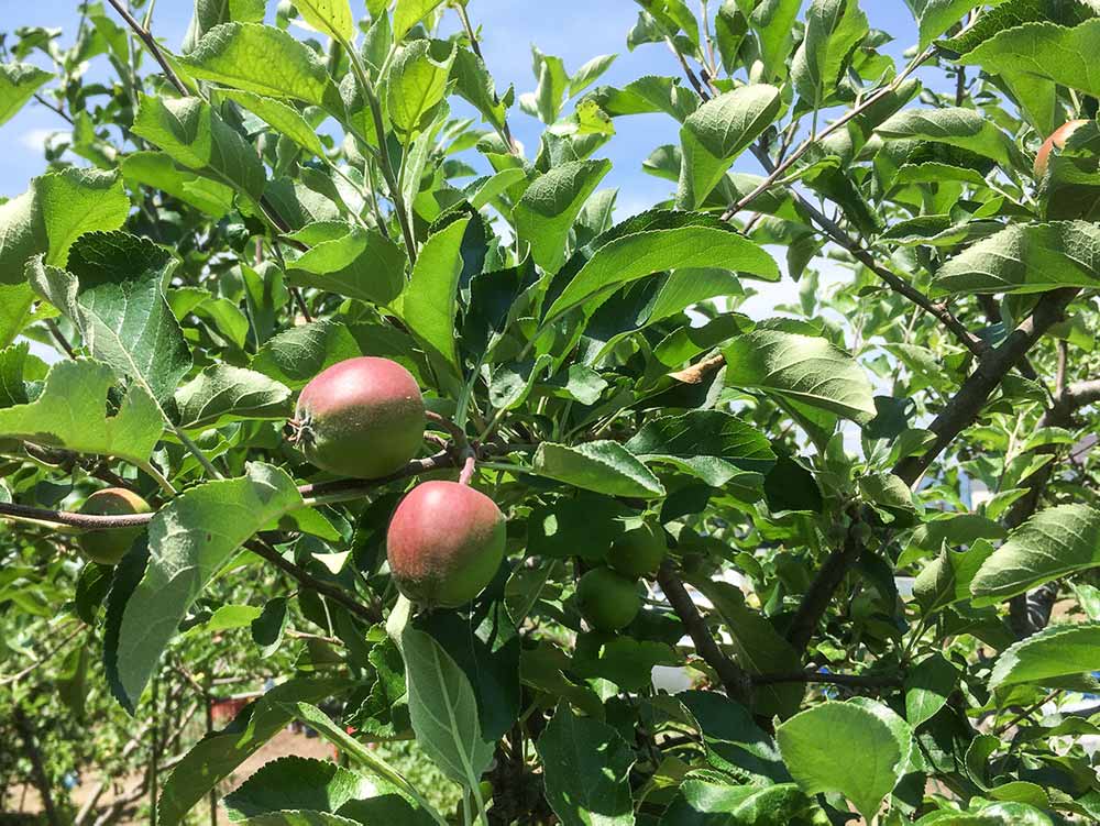 無農薬リンゴ栽培の写真